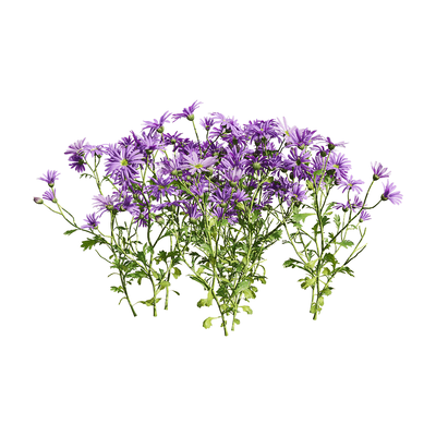 开紫色花朵的姬小菊植物3D模型（OBJ,FBX,MAX）