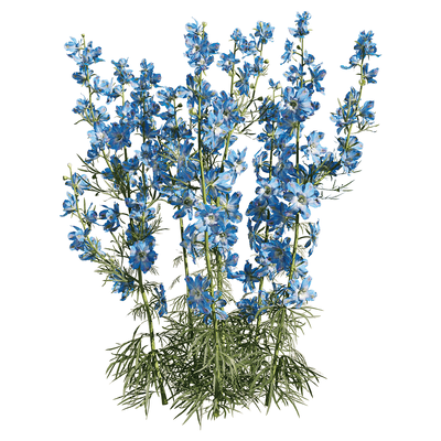 开蓝色花朵的飞燕草植物3D模型（OBJ,FBX,MAX）