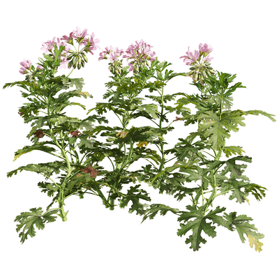 开粉色花朵的香叶天竺葵植物3D模型（OBJ,FBX,MAX）