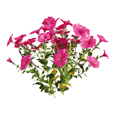 开紫色花朵的矮牵牛植物3D模型（OBJ,FBX,MAX）