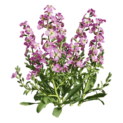 开花的紫罗兰植物3D模型（OBJ,FBX,MAX）