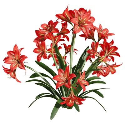 开花的朱顶红植物3D模型（OBJ,FBX,MAX）