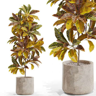 变叶木盆栽3D模型（FBX,MAX）