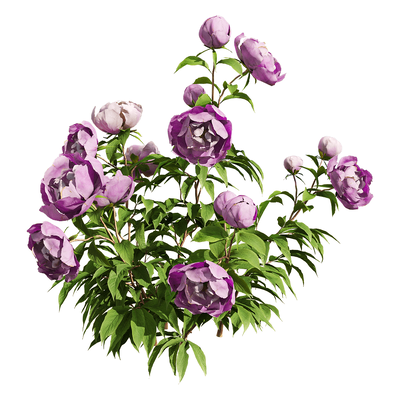 紫色芍药花丛3D模型（OBJ,FBX,MAX）