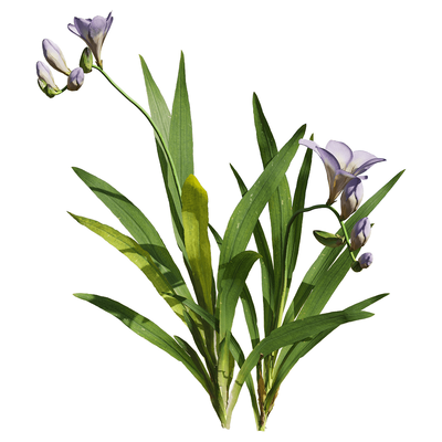 开花的小苍兰 香雪兰植物3D模型（OBJ,FBX,MAX）