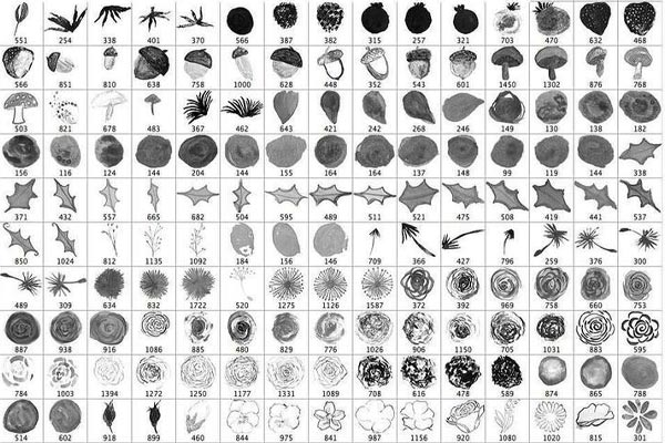 900种植物花卉PSD笔刷大礼包下载（abr）