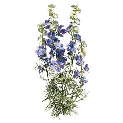 开蓝色花的飞燕草植物3D模型（OBJ,FBX,MAX）