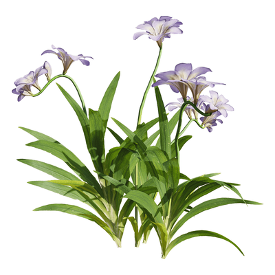 开浅紫色花朵的小苍兰 香雪兰植物3D模型（OBJ,FBX,MAX）
