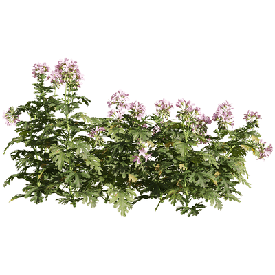 开粉色花朵的香叶天竺葵花丛3D模型（OBJ,FBX,MAX）