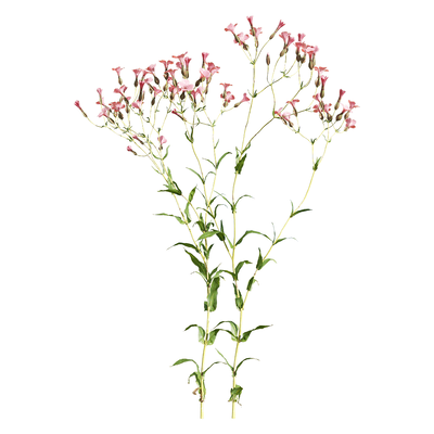 开粉色花朵的麦蓝菜植物3D模型（OBJ,FBX,MAX）