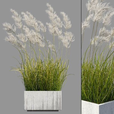 户外混凝土花坛中的蒲苇3D模型（OBJ,MAX）