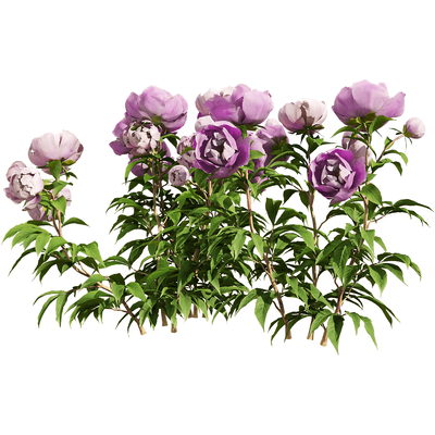 粉紫色芍药花丛3D模型（OBJ,FBX,MAX）