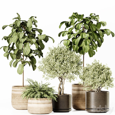 装饰花盆中的室内绿植盆景组合3D模型（OBJ,MAX）