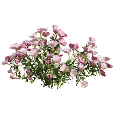 红花月见草花丛3D模型（OBJ,FBX,MAX）