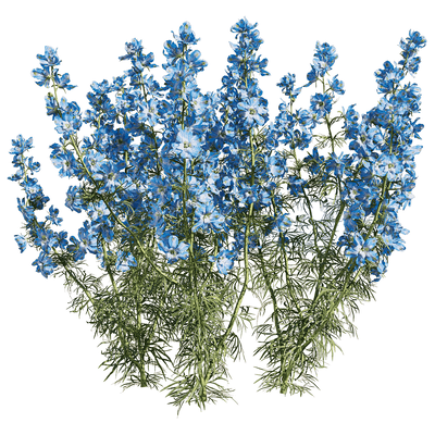 蓝色飞燕草花丛3D模型（OBJ,FBX,MAX）