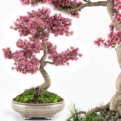 开花的樱花树盆景3D模型（OBJ,FBX,MAX）