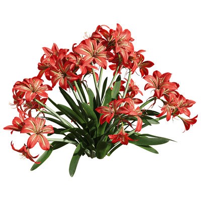 开花的朱顶红植物3D模型（OBJ,FBX,MAX）