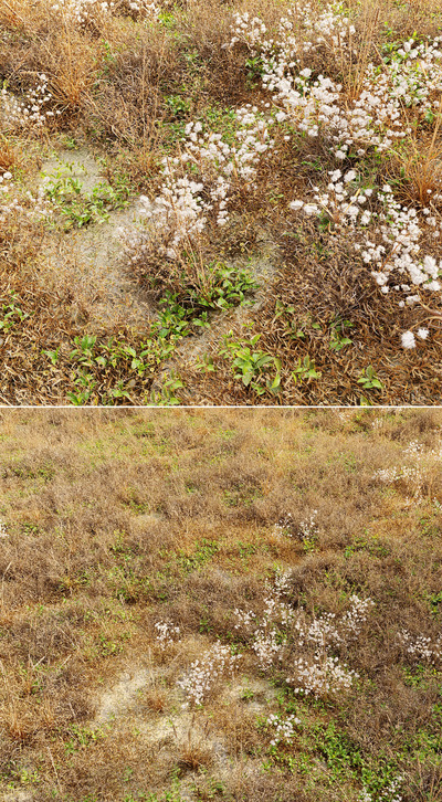 有白色小花的干草地3D模型（FBX,MAX）