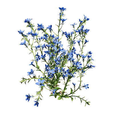 开蓝紫色花朵的半边莲植物3D模型（OBJ,FBX,MAX）