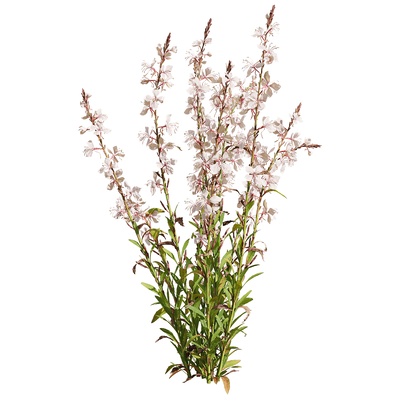 开粉色花朵的山桃草植物3D模型（OBJ,FBX,MAX）