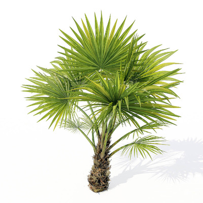 海南琼棕树3D模型（FBX,MAX）