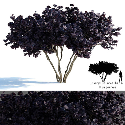 榛子树3D模型（FBX,MAX）