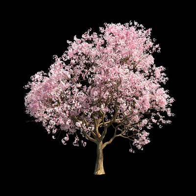 开满花朵的樱花树3D模型（OBJ,FBX,MAX）