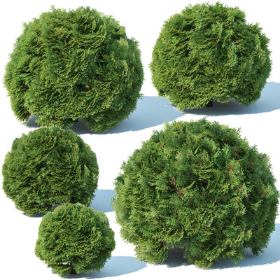 5种大小的球形金钟柏灌木3D模型（OBJ,FBX,MAX）