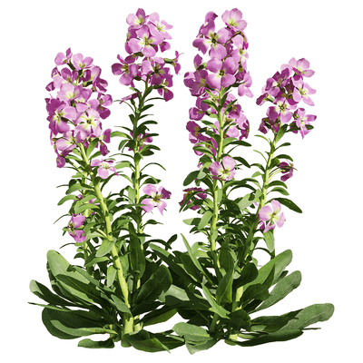 紫罗兰花丛3D模型（OBJ,FBX,MAX）