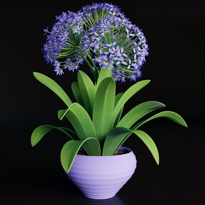 开花的地中海蓝钟花盆景3D模型（FBX,MAX）