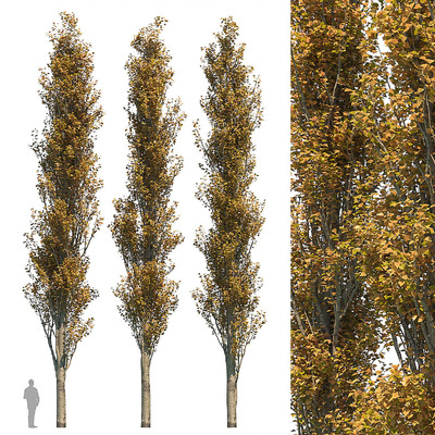 秋季笔直的杨树3D模型（OBJ,MAX）