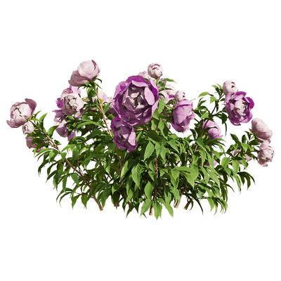 紫色芍药花丛3D模型（OBJ,FBX,MAX）