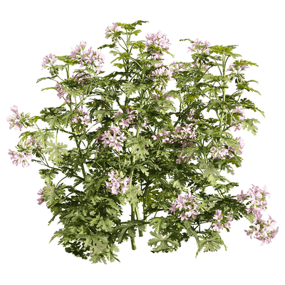 开粉色花朵的香叶天竺葵花丛3D模型（OBJ,FBX,MAX）