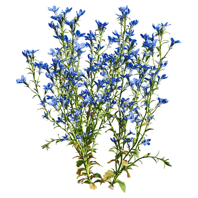 开蓝色花朵的半边莲植物3D模型（OBJ,FBX,MAX）