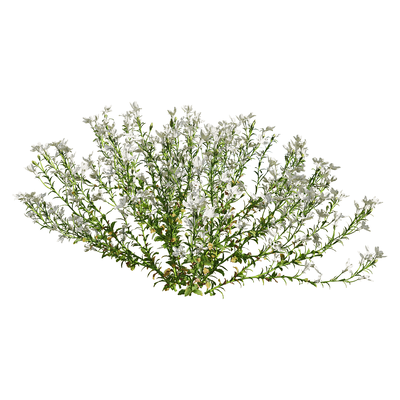 白色半边莲花丛3D模型（OBJ,FBX,MAX）