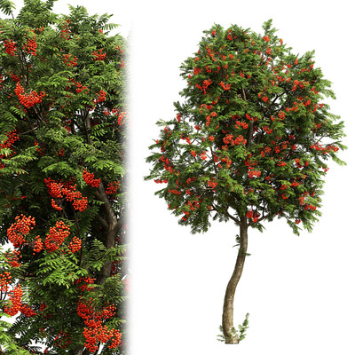 长满红色果实的花楸树3D模型（OBJ,FBX,MAX）