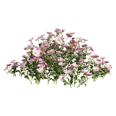 粉花月见草花丛3D模型（OBJ,FBX,MAX）