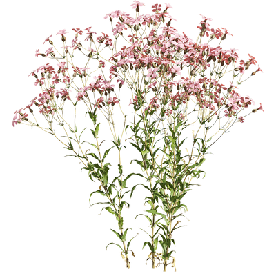 开粉色花朵的麦蓝菜植物3D模型（OBJ,FBX,MAX）