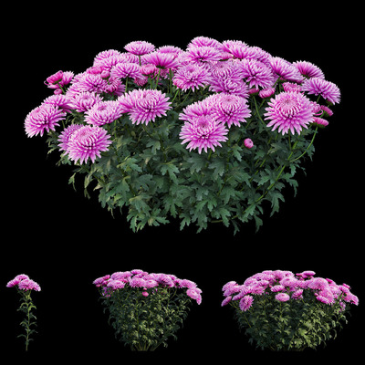 紫色菊花花丛3D模型（OBJ,MAX）