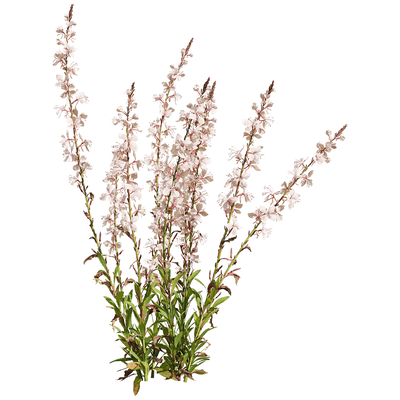 开粉色花朵的山桃草植物3D模型（OBJ,FBX,MAX）