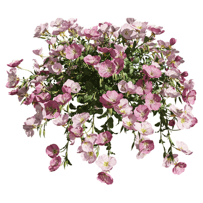 粉花月见草花丛3D模型（OBJ,FBX,MAX）