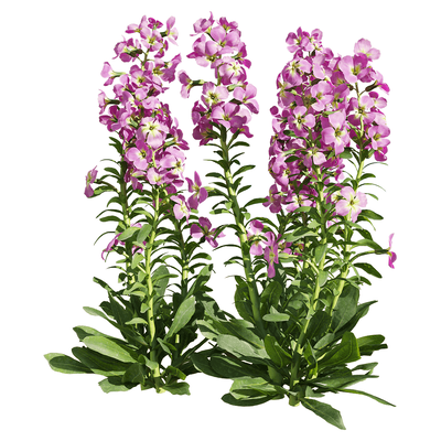 紫罗兰花丛3D模型（OBJ,FBX,MAX）