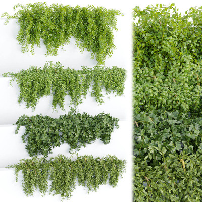 4种爬墙植物3D模型（OBJ,MAX）