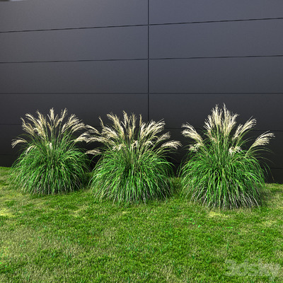 芒草 观赏草3D模型（FBX,MAX）