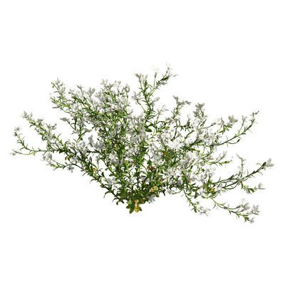 白色半边莲花丛3D模型（OBJ,FBX,MAX）