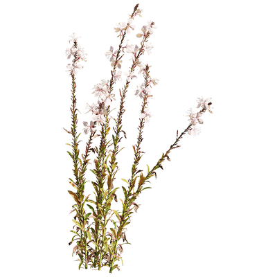 开粉色花朵的山桃草植物3D模型（OBJ,FBX,MAX）