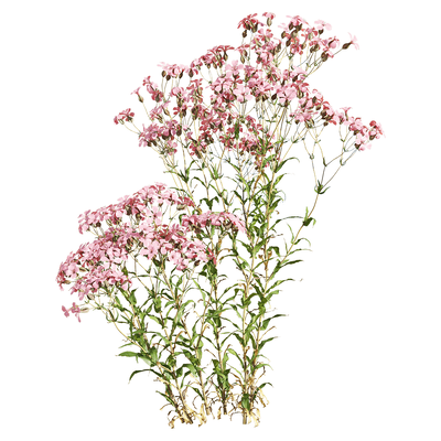 开粉色花朵的麦蓝菜植物3D模型（OBJ,FBX,MAX）