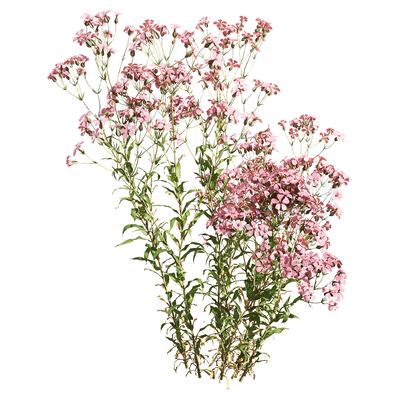 开粉色花朵的麦蓝菜植物3D模型（OBJ,FBX,MAX）