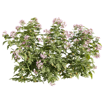开粉色花朵的香叶天竺葵花丛3D模型（OBJ,FBX,MAX）