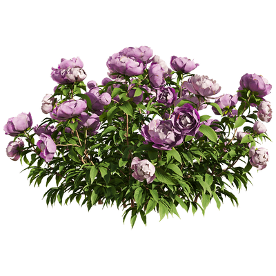粉紫色芍药花丛3D模型（OBJ,FBX,MAX）